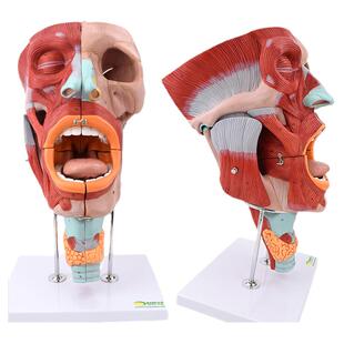 ENOVO颐诺鼻口咽喉腔肌模型耳鼻喉五官科教学舌头颈部喉腔肌肉神经血管耳鼻喉专科声道舌苔舌诊声乐音乐教具
