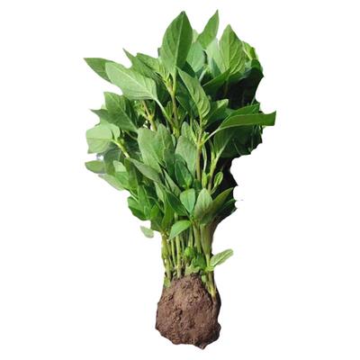 河南大叶荆芥种子盆栽蔬菜种籽