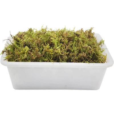 爬宠垫材苔藓保湿乌龟冬眠