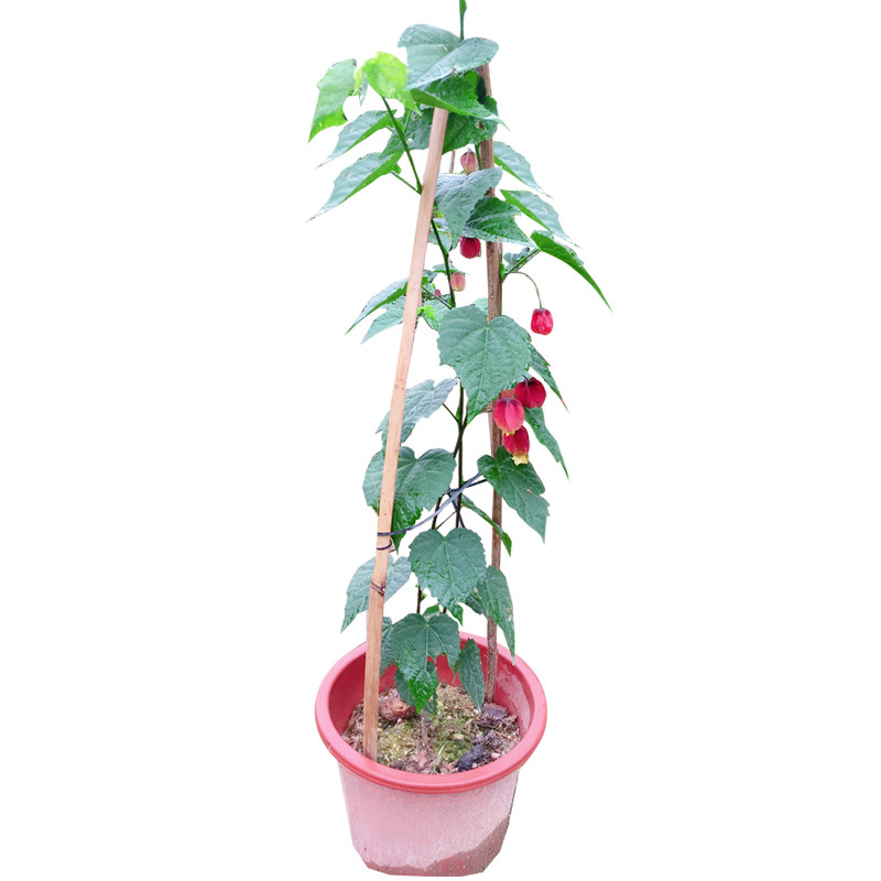 红灯笼花苗爬藤盆栽宫灯倒挂金钟