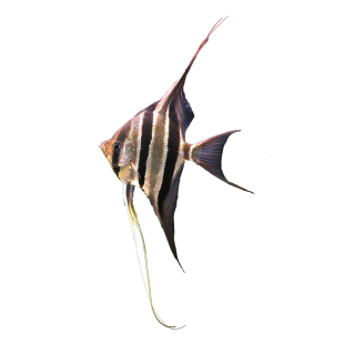 埃先生埃及神仙鱼圣菲利佩进口热带观赏鱼定水活体鱼七天包损包赔