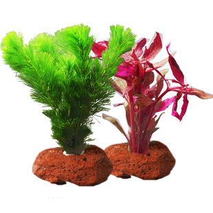 鱼缸水草植物真草造景火山石水培蜈蚣草阴性净化水质水榕套餐