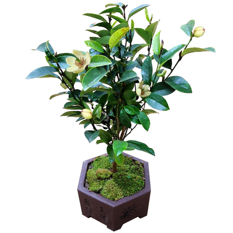 阳台盆栽 含笑 芳香植物 含笑树苗 盆栽 庭院室内外花卉四季常绿