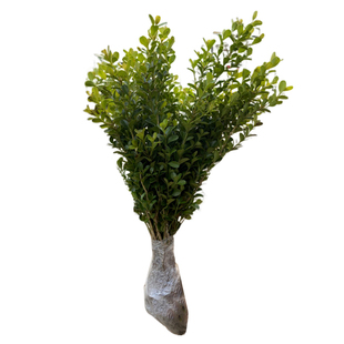 黄杨树苗瓜子黄杨苗冬青树苗绿化苗木绿篱耐寒植物四季常青无虫害