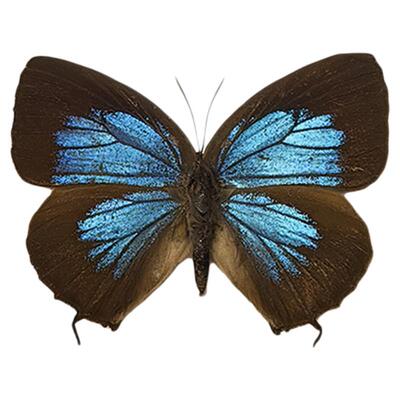 真灰蝶标本已展翅娥娆灰蝶雌性