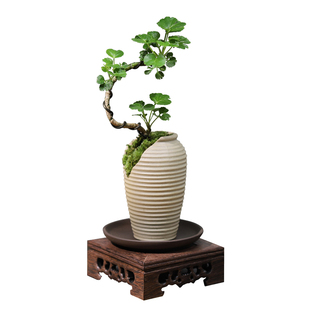 福禄桐盆栽钱多多造型盆景办公室内桌面客厅好养绿植花卉常青植物