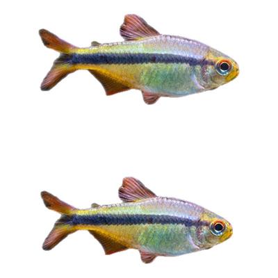 皇室青魔鬼灯鱼南美稀有高端灯鱼