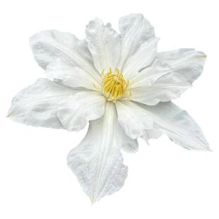 伊萨哥铁线莲花苗盆栽爬藤花藤本皇后半重瓣大花丰花无刺攀援植物