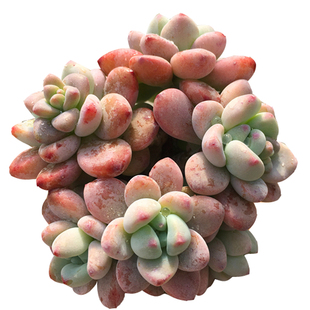 【劳尔 罗琦】 一物一拍 造型庄杆子 多肉植物 绿植盆栽 大棚直销