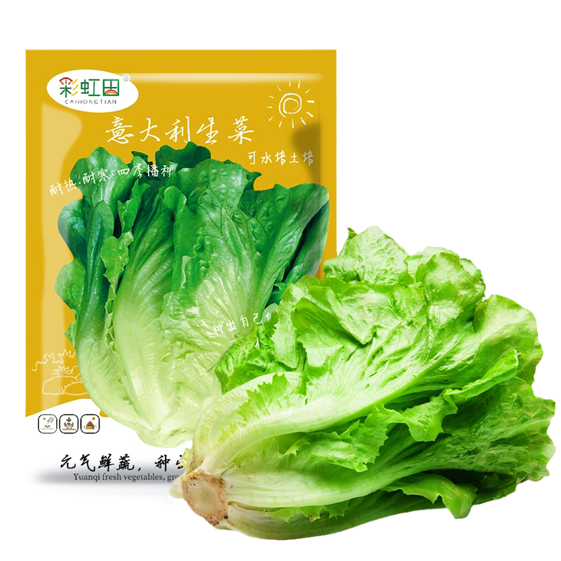 意大利生菜种子彩虹田春秋四季种