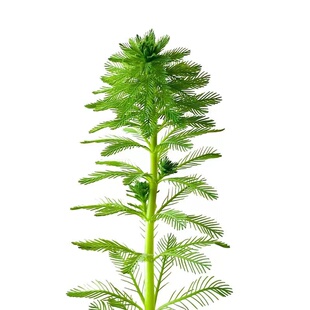 【鱼缸净化水质的水草】狐尾草水草狐尾藻净水植物鱼缸造景龟蟹