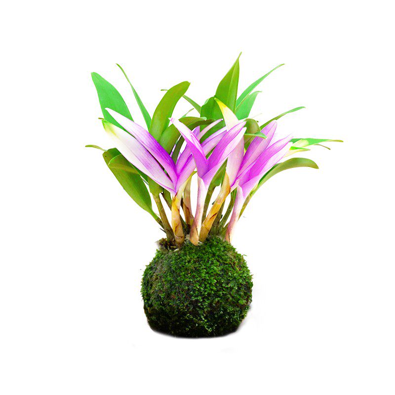 七彩香水石斛兰花四季开好养绿植浓香型石斛改善睡眠绿植净化空气