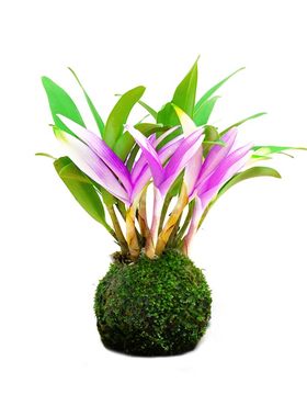 七彩香水石斛兰花好养绿植浓香型