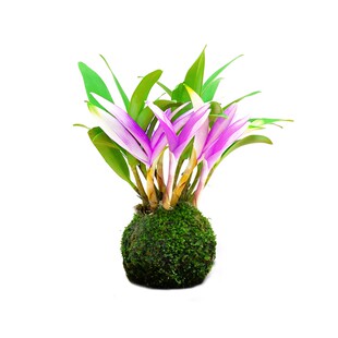 七彩香水石斛兰花四季开好养绿植浓香型石斛室内好养绿植净化空气