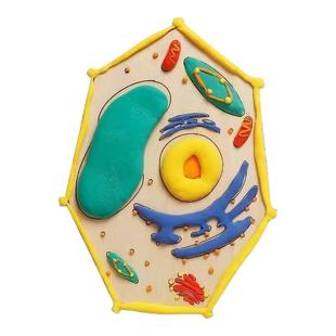 细胞模型制作材料七年级上生物动植物手工成品真核材料包初一作业细菌diy粘土自制初高中学生线粒体三维立体