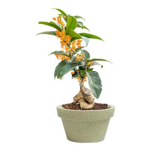 红天香台阁四季丹桂桂花树苗招财桌面办公室盆栽耐寒日香室内盆栽