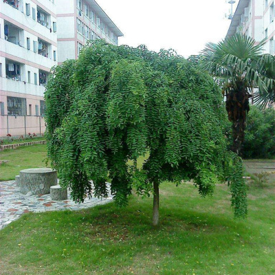 国槐树苗垂槐树雨伞树庭院绿化植物龙爪国槐苗槐垂枝槐嫁接龙抓槐