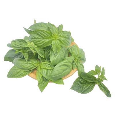 新鲜罗勒叶食用西餐香料披萨