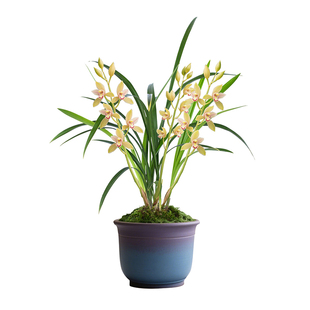 【小桃红】兰花苗浓香型建兰客厅盆栽带花苞国兰四季兰金边名贵