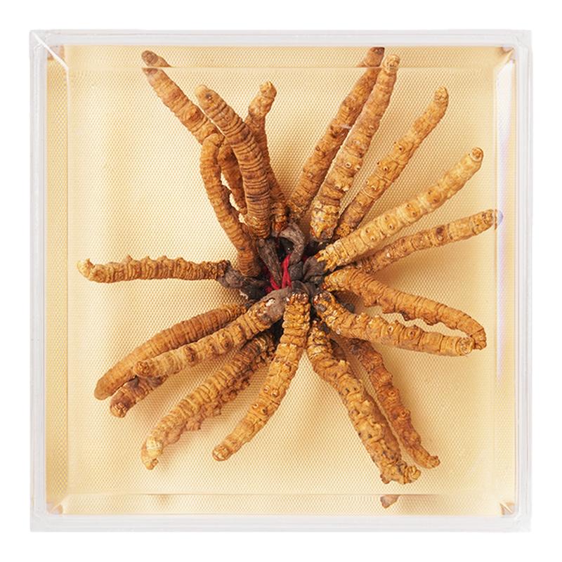 【可溯源野生虫草】胡庆余堂西藏冬虫夏草旗舰店正品5g天号40#