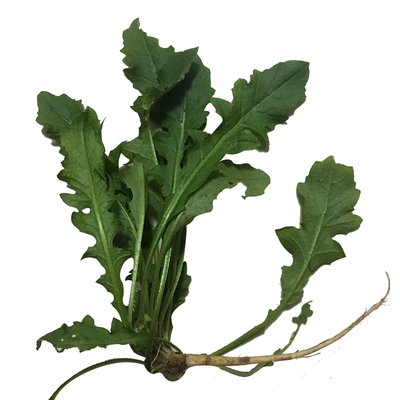 野生荠菜带根现挖发货