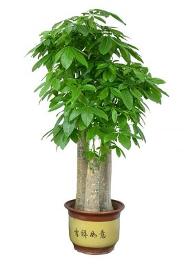 珠海花卉绿植室内盆栽植物三杆步步高发财树金钱树大绿萝乔迁送礼