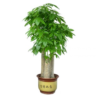 珠海花卉绿植室内盆栽植物三杆步步高发财树金钱树大绿萝乔迁送礼