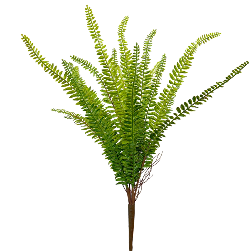 热带大把束蕨草肾蕨地面摆放植物