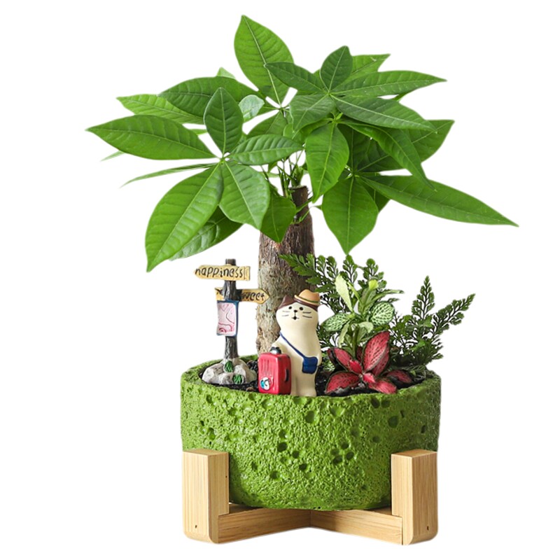 发财树盆栽办公室招财绿植室内桌面盆景摆件植物生日教师节礼物