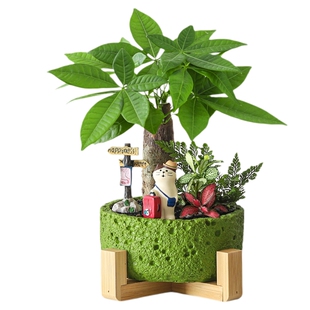 发财树盆栽花卉办公室招财绿植室内桌面好养盆景旺宅摆件植物礼物