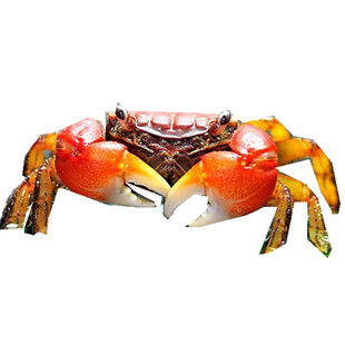 红鳌相手蟹活体相守蟹观赏蟹将军蟹淡水蟹辣椒蟹豹点蟹恶魔蟹包邮