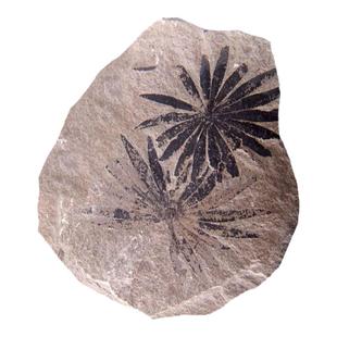 天然石炭纪古生物东方轮叶串花化石蕨类植物标本儿童科普收藏礼品