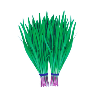 蔬菜种孑蔬菜种子种籽苗四季春季大全阳台瓜果水果小葱香菜盆栽