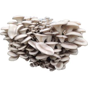 秀珍菇菌包家庭阳台蘑菇种植包食用菌棒多肉植物幼儿童盆栽多肉菇