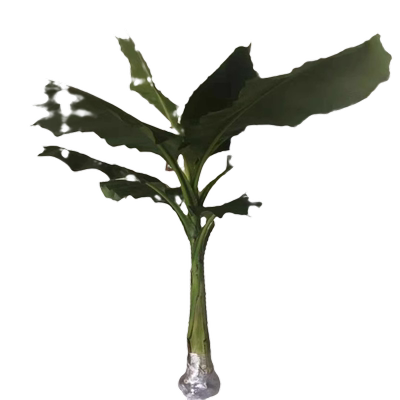 芭蕉树苗庭院大型绿植花卉室内外