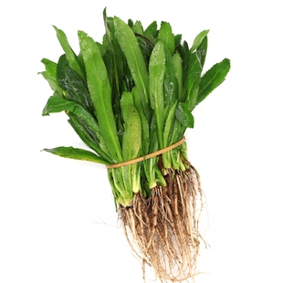 带根老缅芫荽500克可种新鲜有根大香菜刺芹货量少精品蔬菜1斤