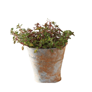 匍匐 阔叶百里香 可食用多年生香草植物盆栽克拉香草绿化 地被