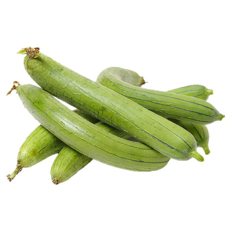 方震肉丝瓜种子高产嫩甜肉丝瓜苗菜苗幼苗短棒丝瓜四季蔬菜苗