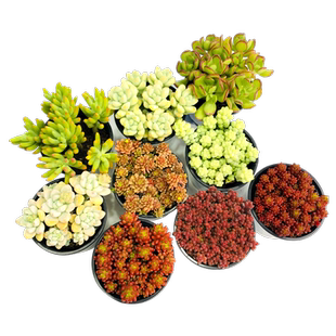 壹分皿 景天科景天属 多肉植物萌肉组合盆栽桌面植物迷你多肉