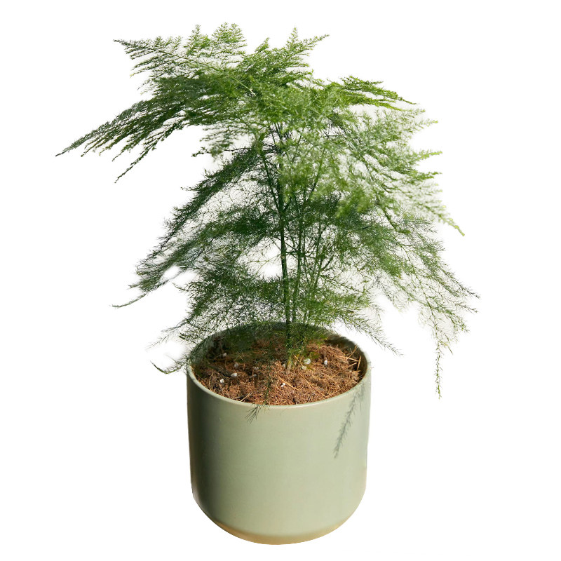 文竹植物室内房间客厅小盆栽好养