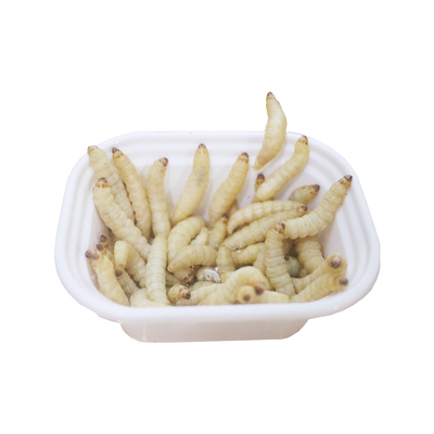【玉米虫赔钱冲量】鲜活玉米虫葡萄蜜虫钓鱼活饵钓鲤鱼草鱼爬宠粮