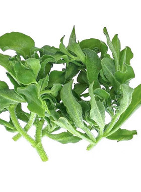 冰菜种子秋盆栽蔬菜种籽种冰草