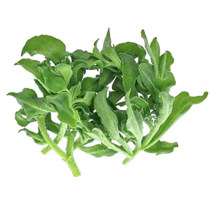 冰菜种子秋盆栽蔬菜种籽种冰草苗四季秋冬季菜种籽大全野菜种孑