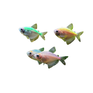 接吻鱼亲嘴鱼热带观赏鱼迷你鹦鹉鱼七彩天使鱼彩群鱼小型好养活体