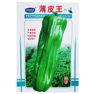 早薄皱皮王辣椒籽早熟皮薄肉厚微辣易栽培褶皱皮杂交种辣椒种子