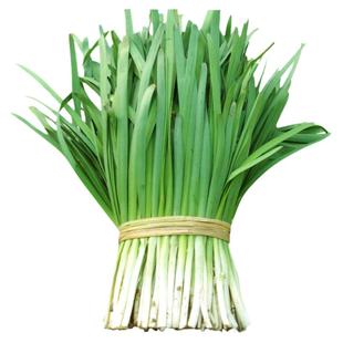 寿光独根红韭菜种子 红根老品种香味浓 高产抗病大面积菜园家庭籽
