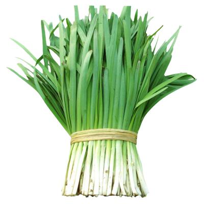 香味浓高产抗病大面积独根红韭菜