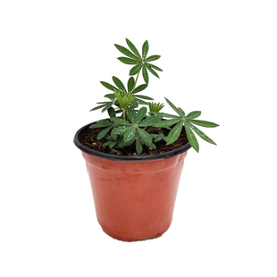 海蒂的花园 羽扇豆鲁冰花多年生耐寒宿根庭院绿化花卉植物盆栽苗