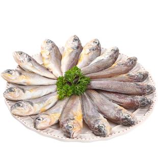 舟山野生小黄鱼无冰小黄花鱼新鲜冷冻海捕鲜活海鲜水产非大黄鱼