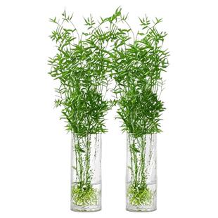 米竹水培苔藓球植物室内盆栽微观盆景凤尾竹观音竹观赏竹子小米竹